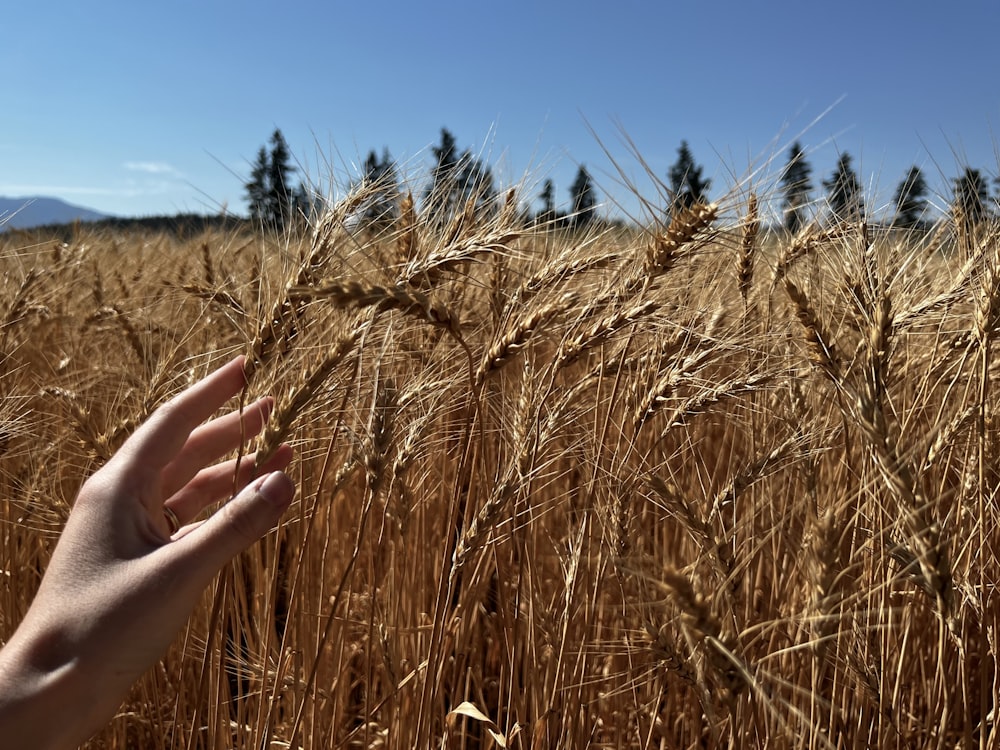 a hand touching a wheat field