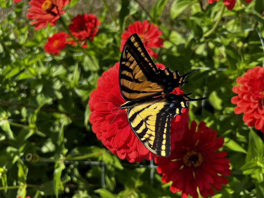 a butterfly on a flower