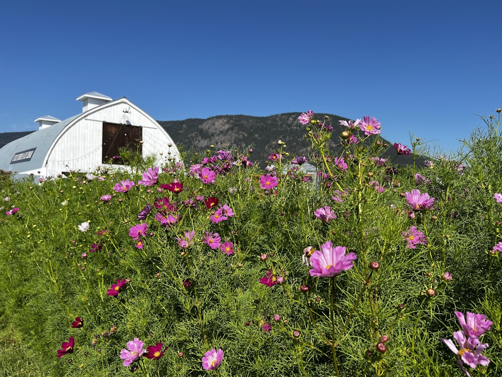 a field of flowers with a building in the background