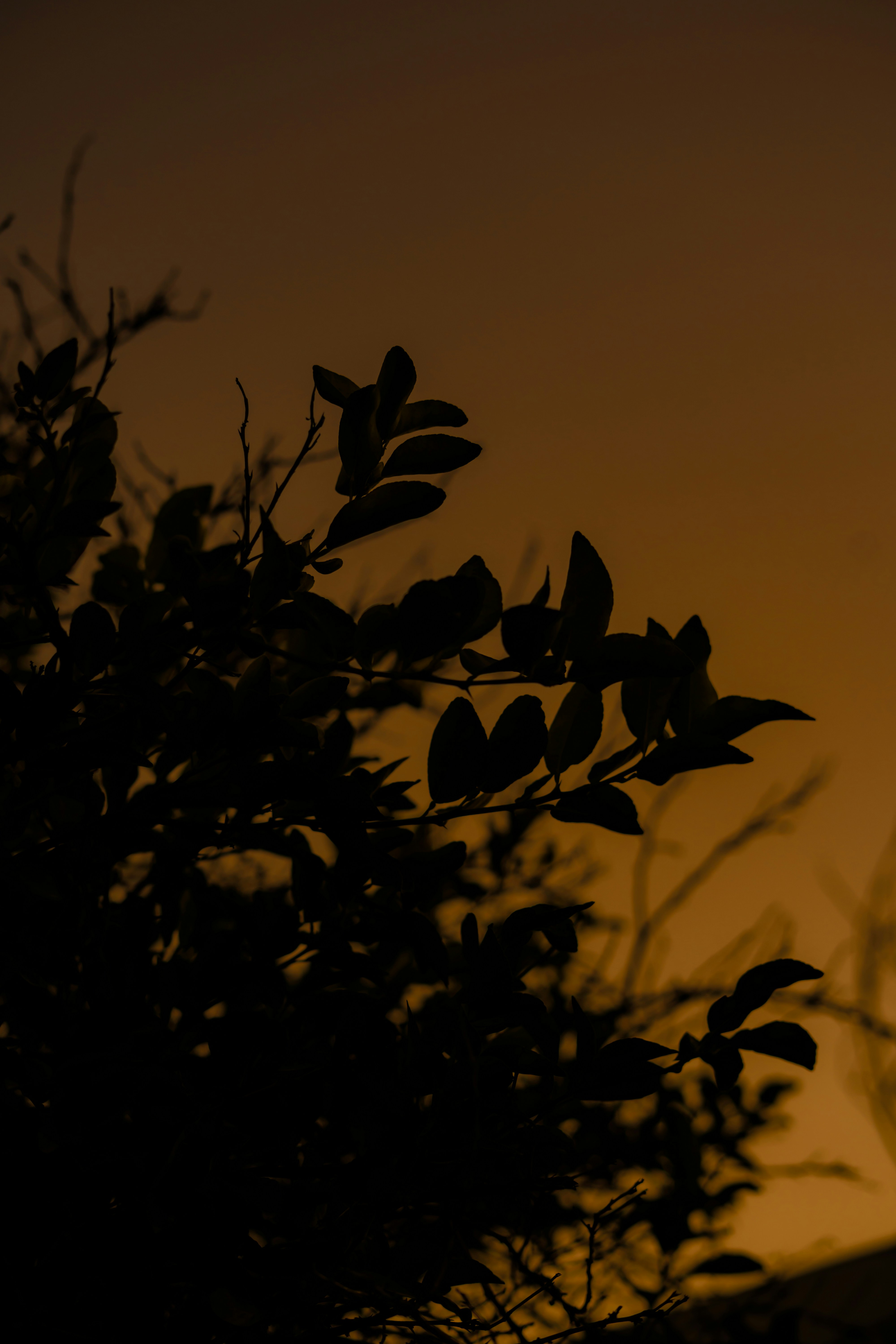 Photo by pedromexicano