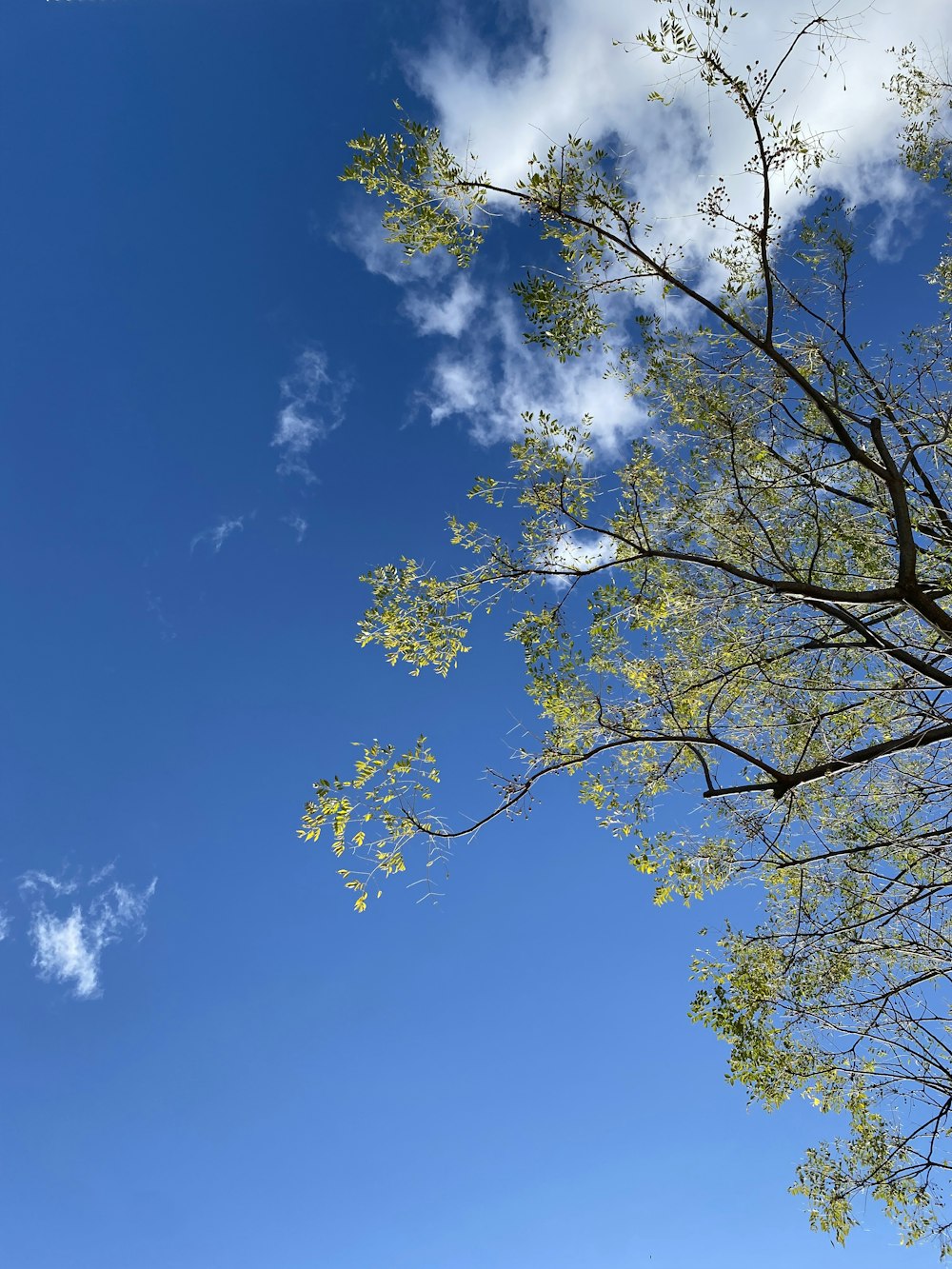 a tree with blue sky and clouds