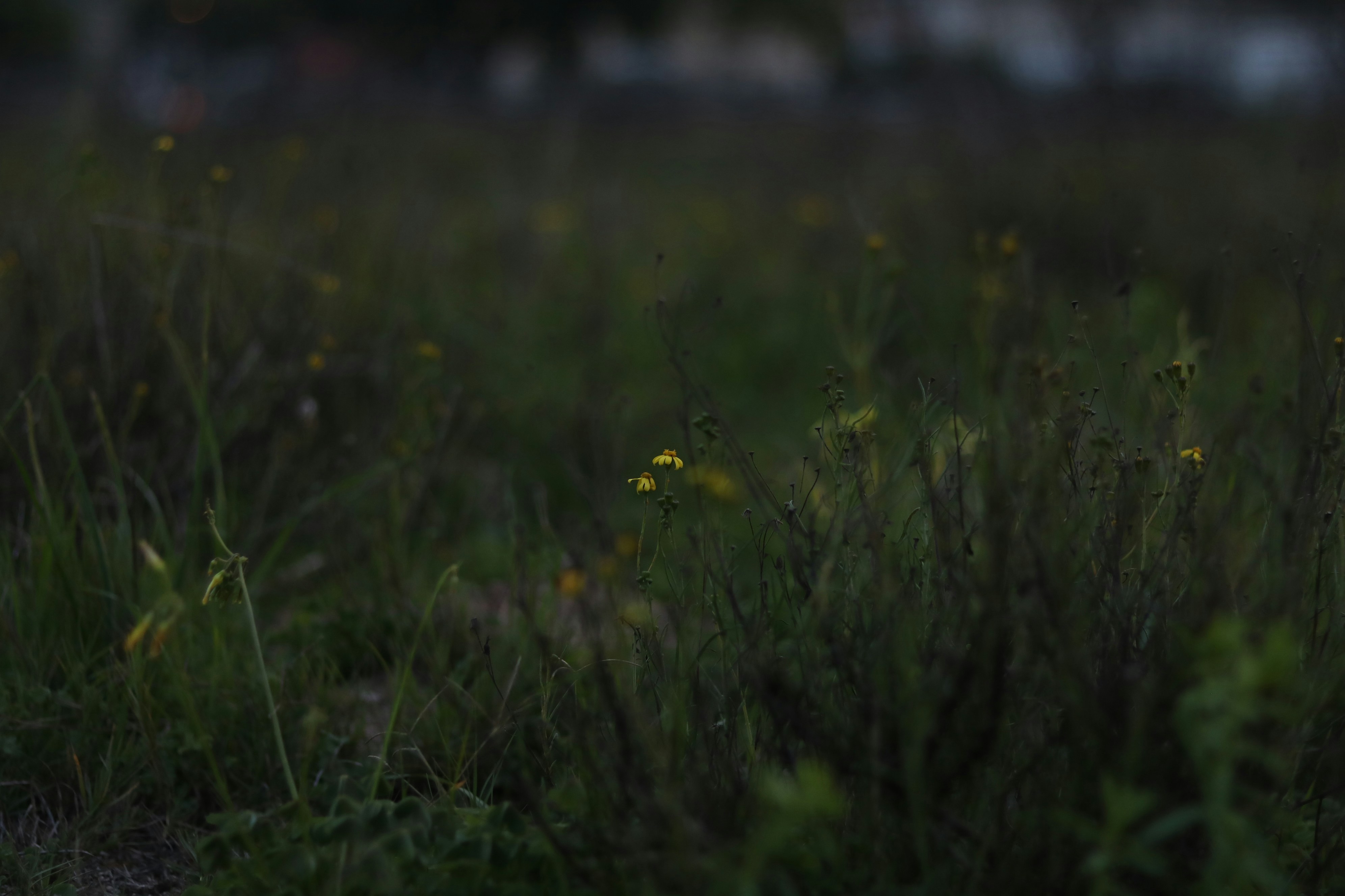 Photo by allysphotos