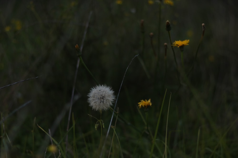 a dandelion flower in a field
