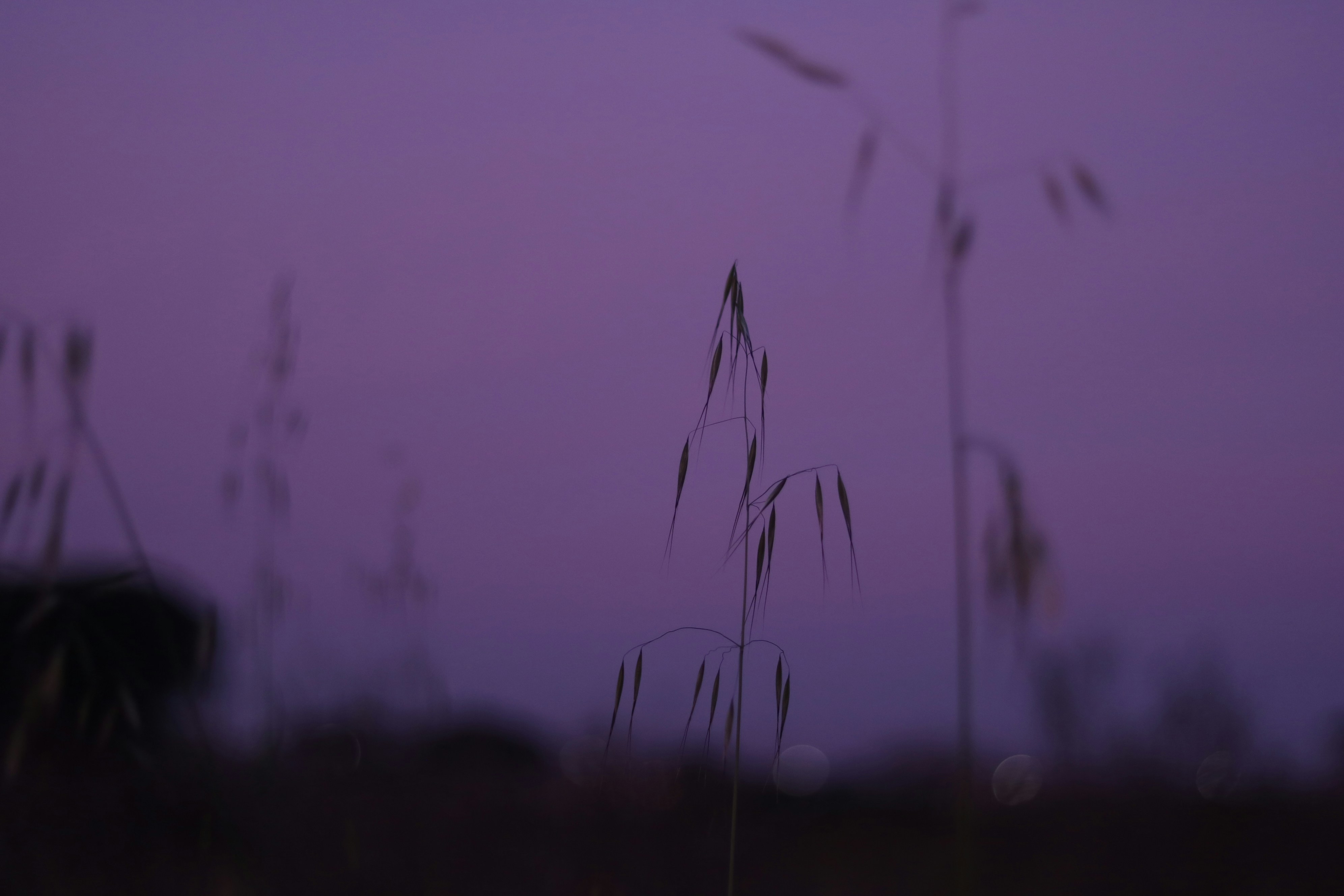 a group of plants with purple lights