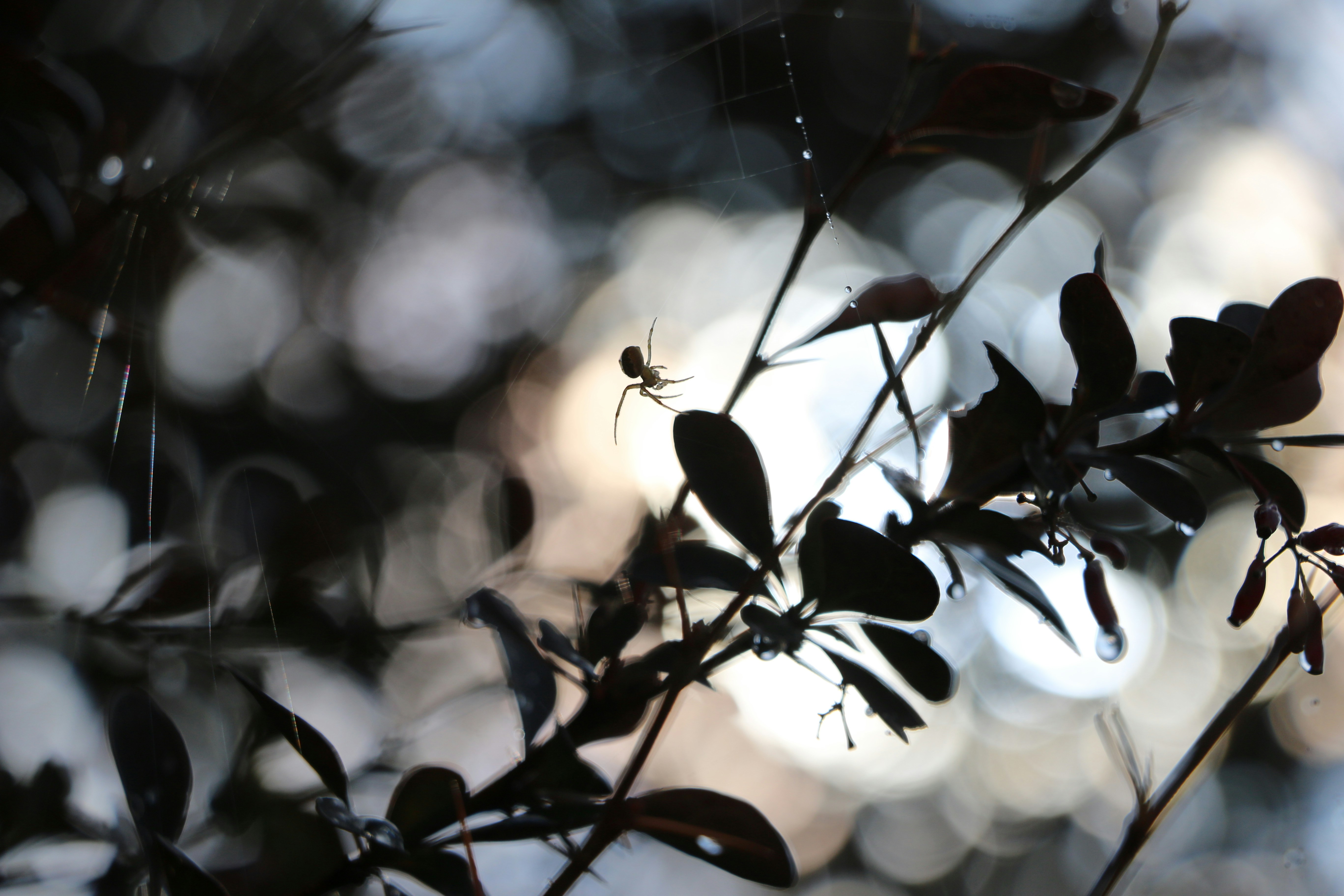 Photo by haim_charbit18