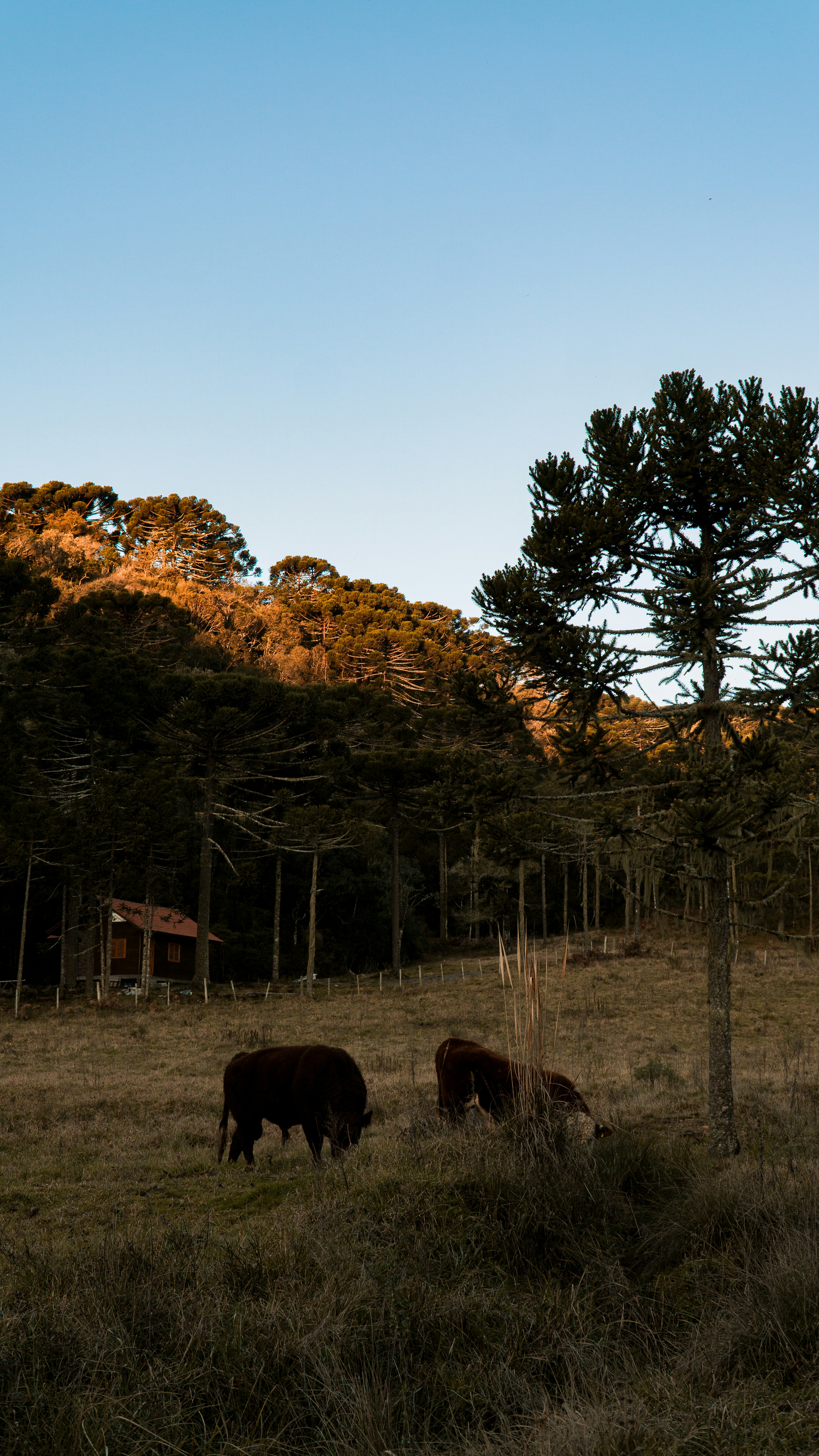 um grupo de vacas pastando em um campo