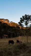 a group of cows grazing in a field