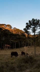 a group of cows grazing in a field