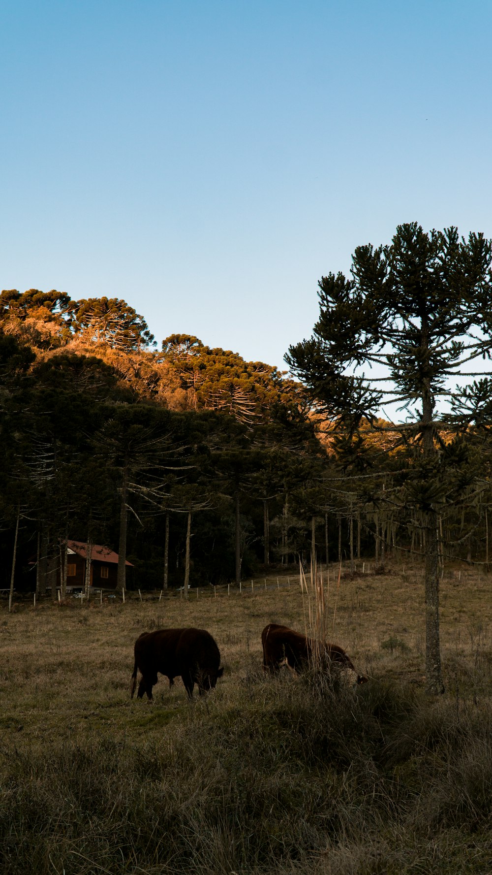 un groupe de vaches paissant dans un champ