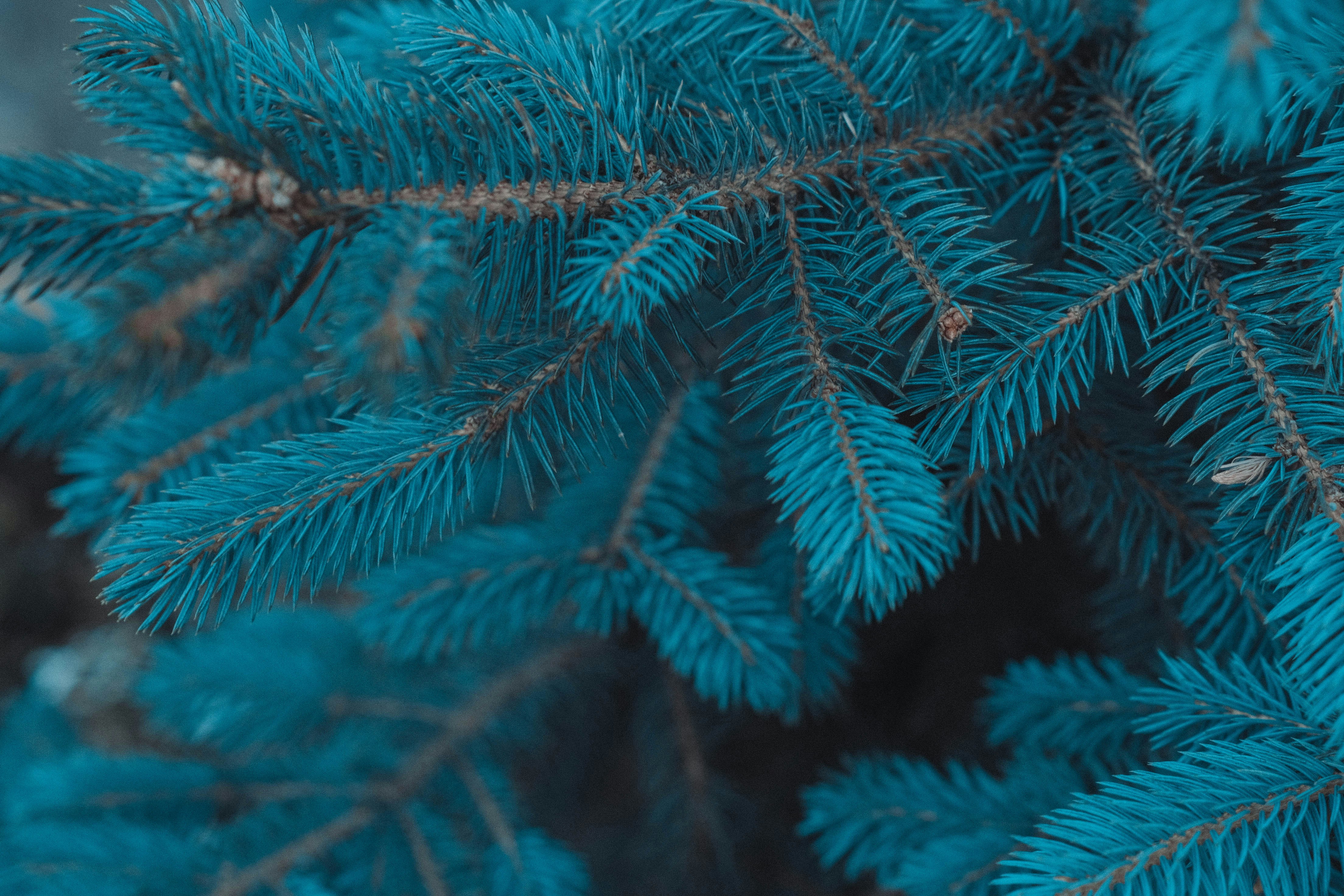 Gros plan d’une plante