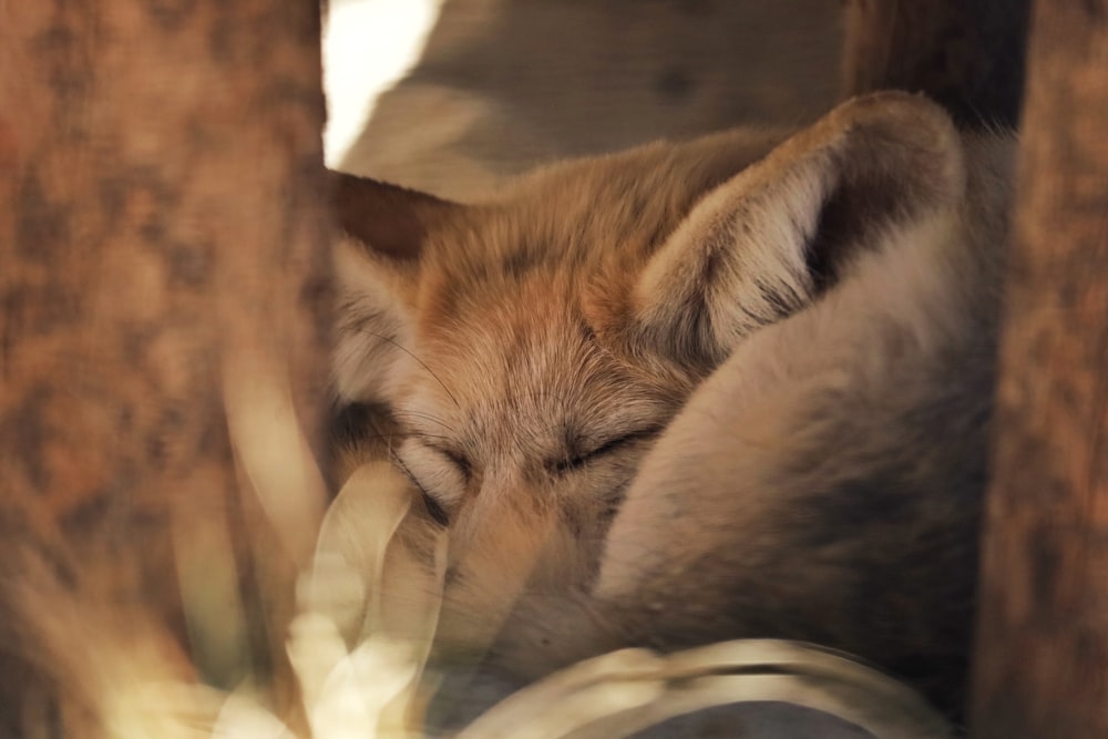 a cat sleeping on a blanket