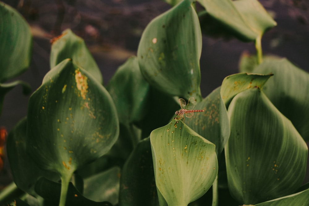 a bug on a leaf