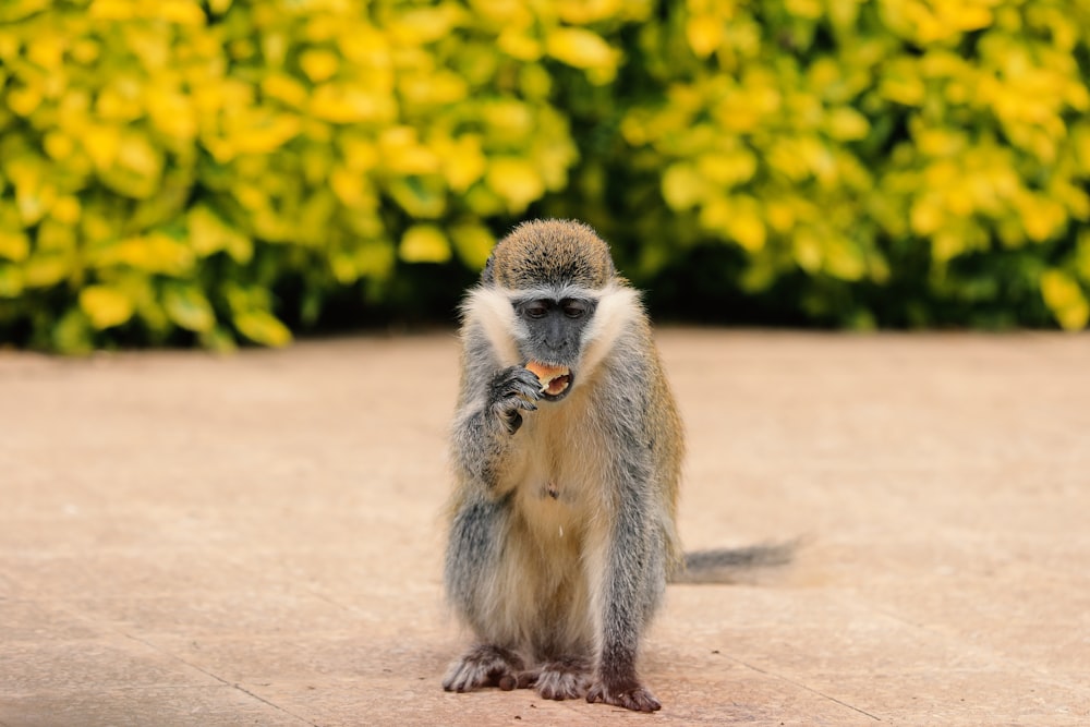 a baby monkey with a nut in its mouth