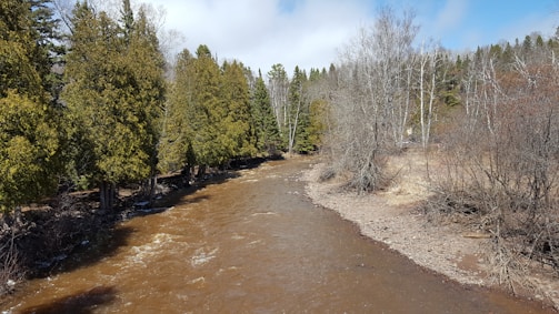 A river flows through a forested area with both evergreen and deciduous trees. The water in the river appears brown and is bordered by rocky, barren land on one side. Green pine trees line the opposite bank while some leafless trees can be seen among them, suggesting a transition in seasons.