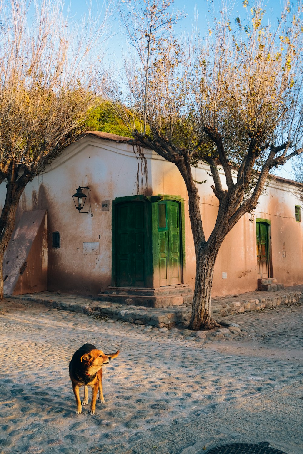 Ein Hund steht vor einem Gebäude