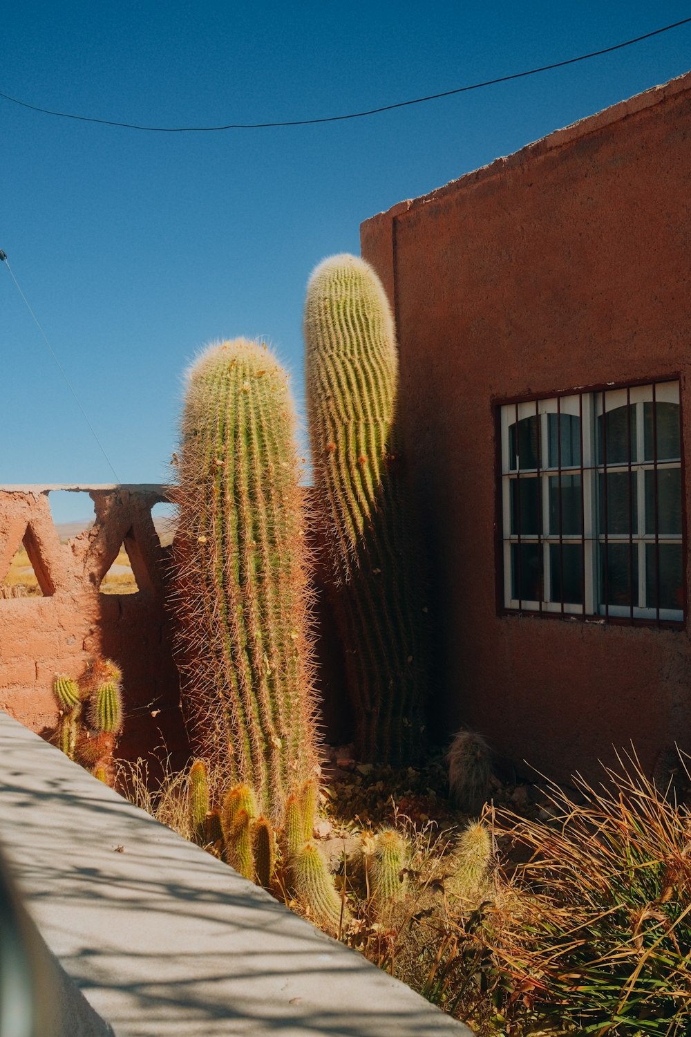 a cactus in front of a building