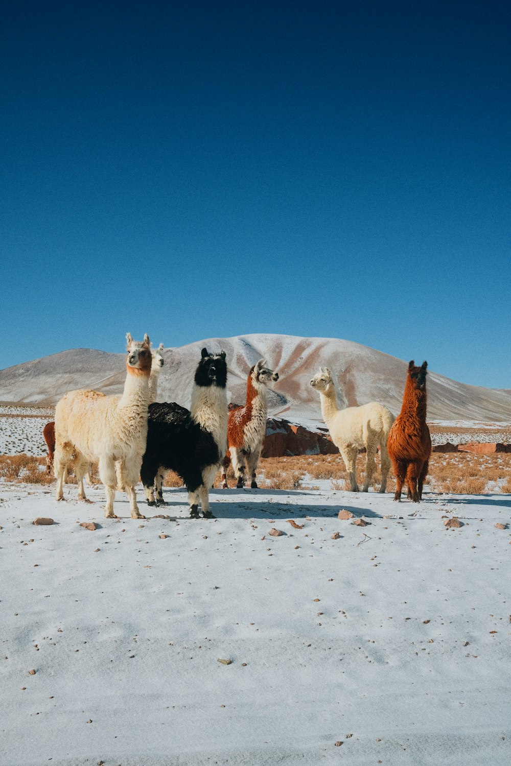 a group of llamas in the snow