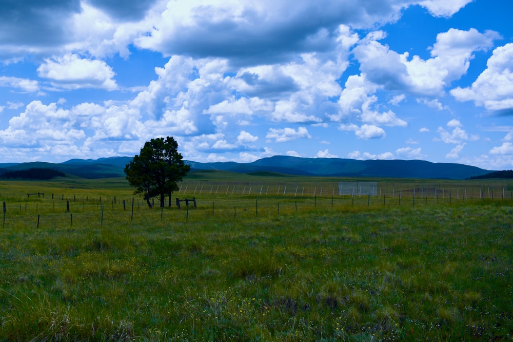 a tree in a field