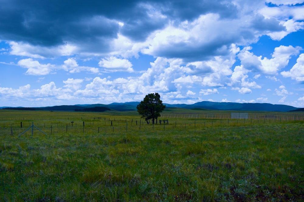 a tree in a field