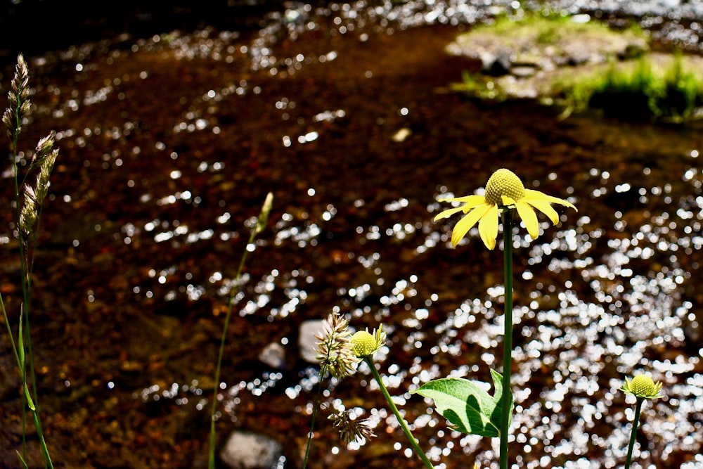 a close-up of a flower