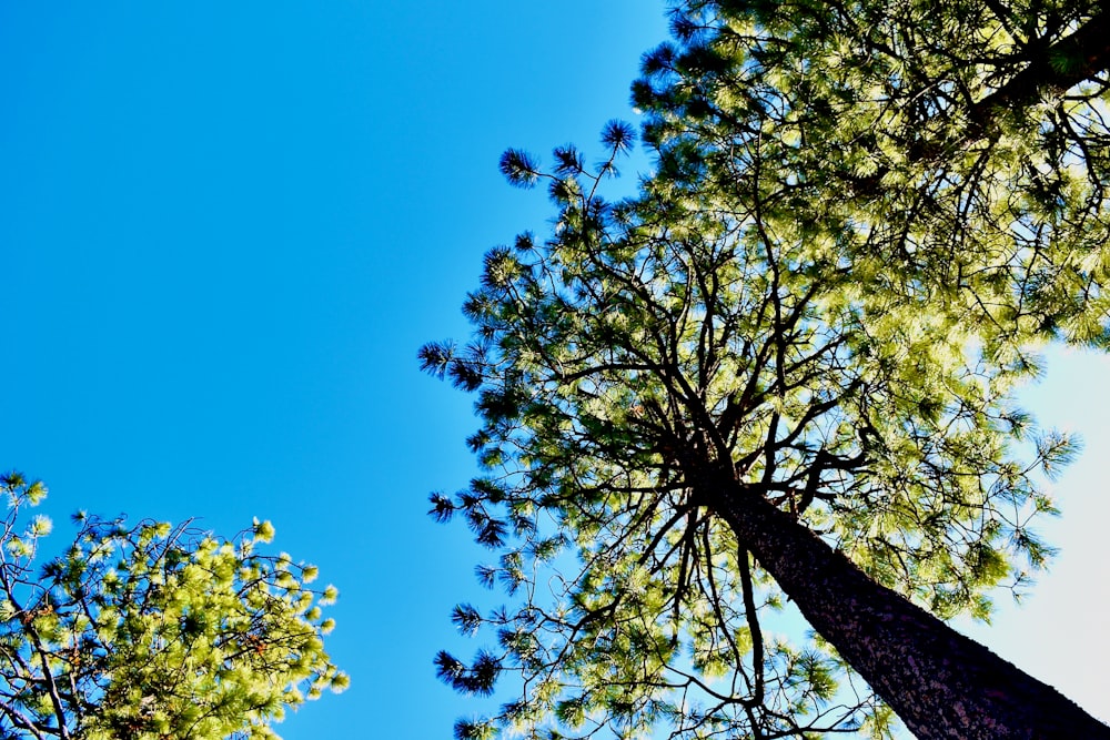 looking up at trees and blue sky