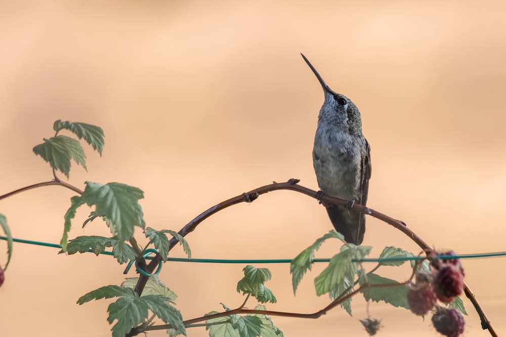 a bird sits on a branch