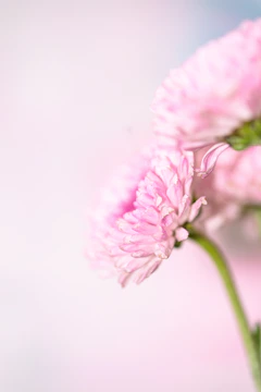 Close-up of a pastel painting showing delicate flower petals in soft pinks and greens.