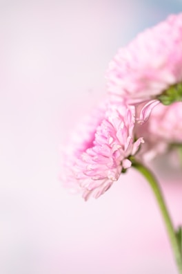 A close-up of delicate flowers in soft pastel colors.