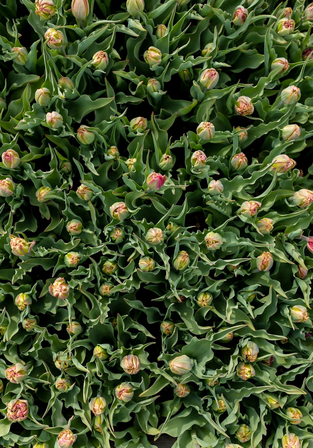 a bush with flowers