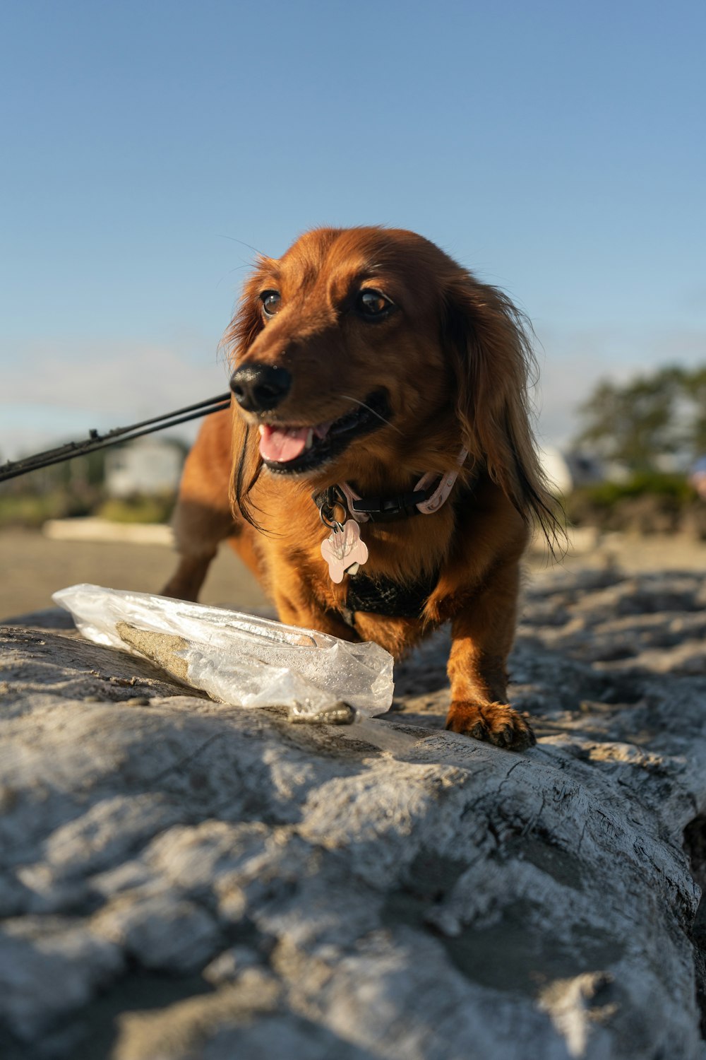 a dog standing on a rock