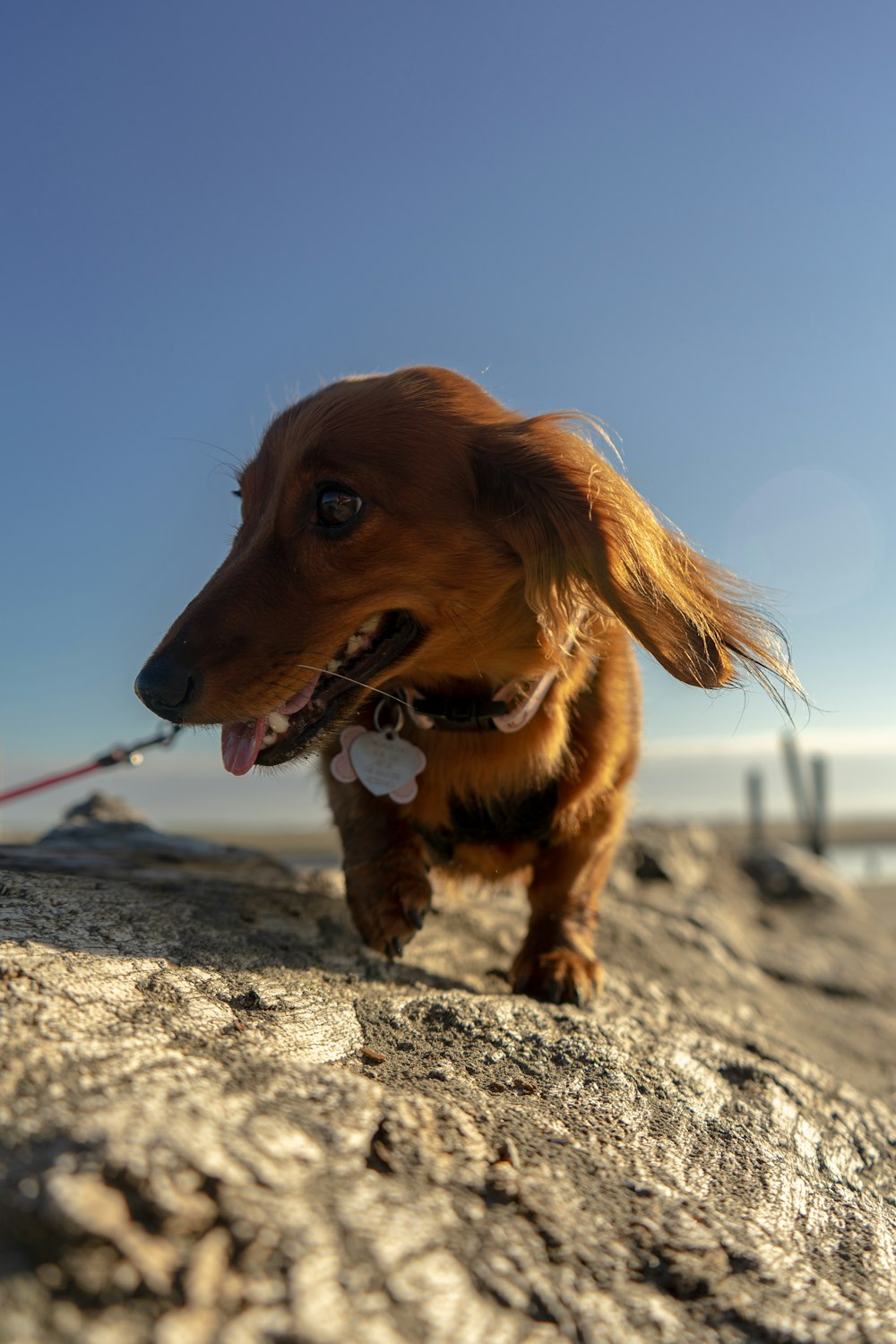 a dog on a leash