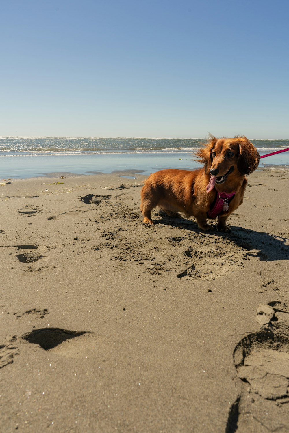 a dog on a beach