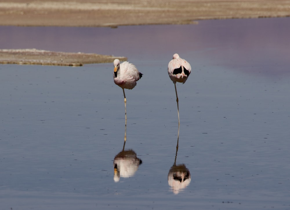 two birds on sticks in water