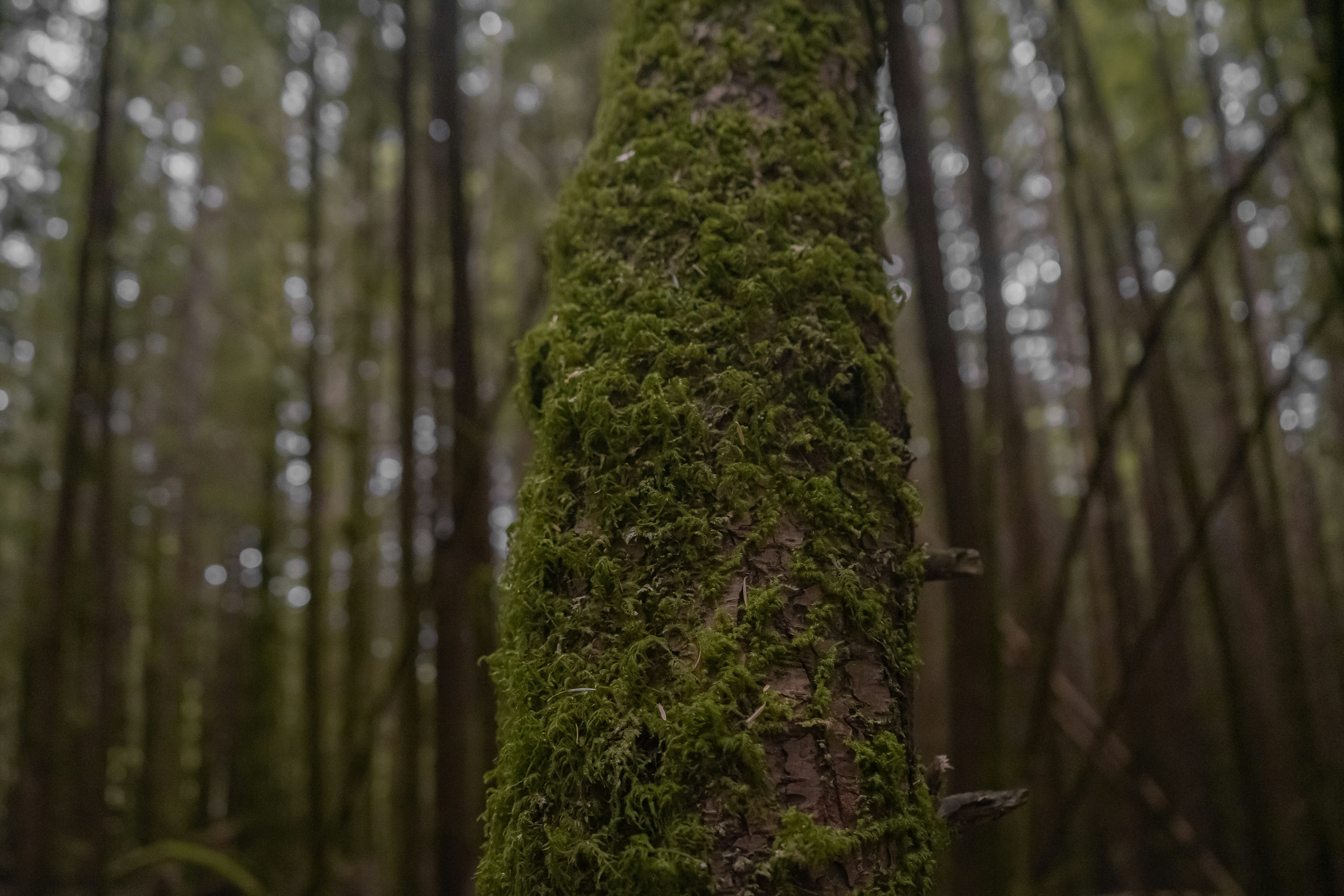 Photo by nicoletarasuk