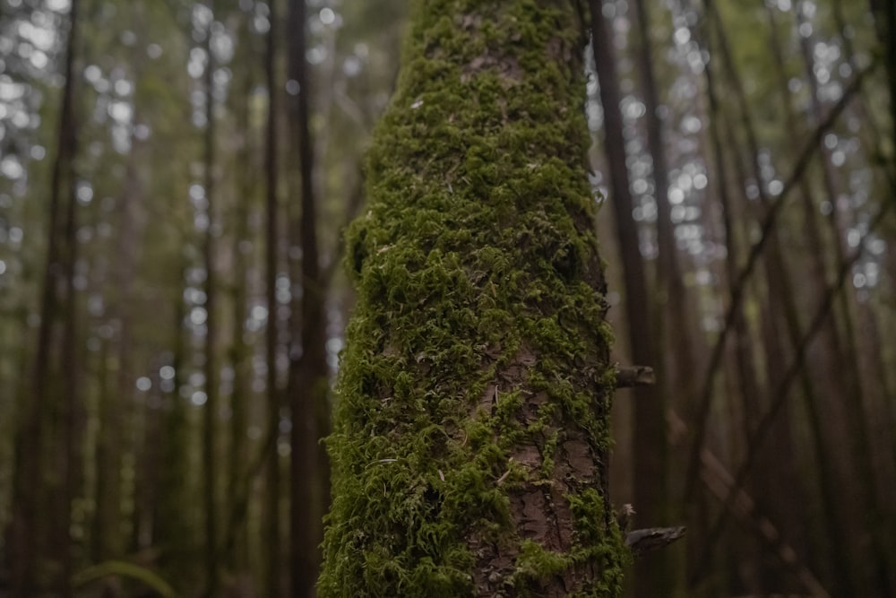 Ein Baum, auf dem Moos wächst