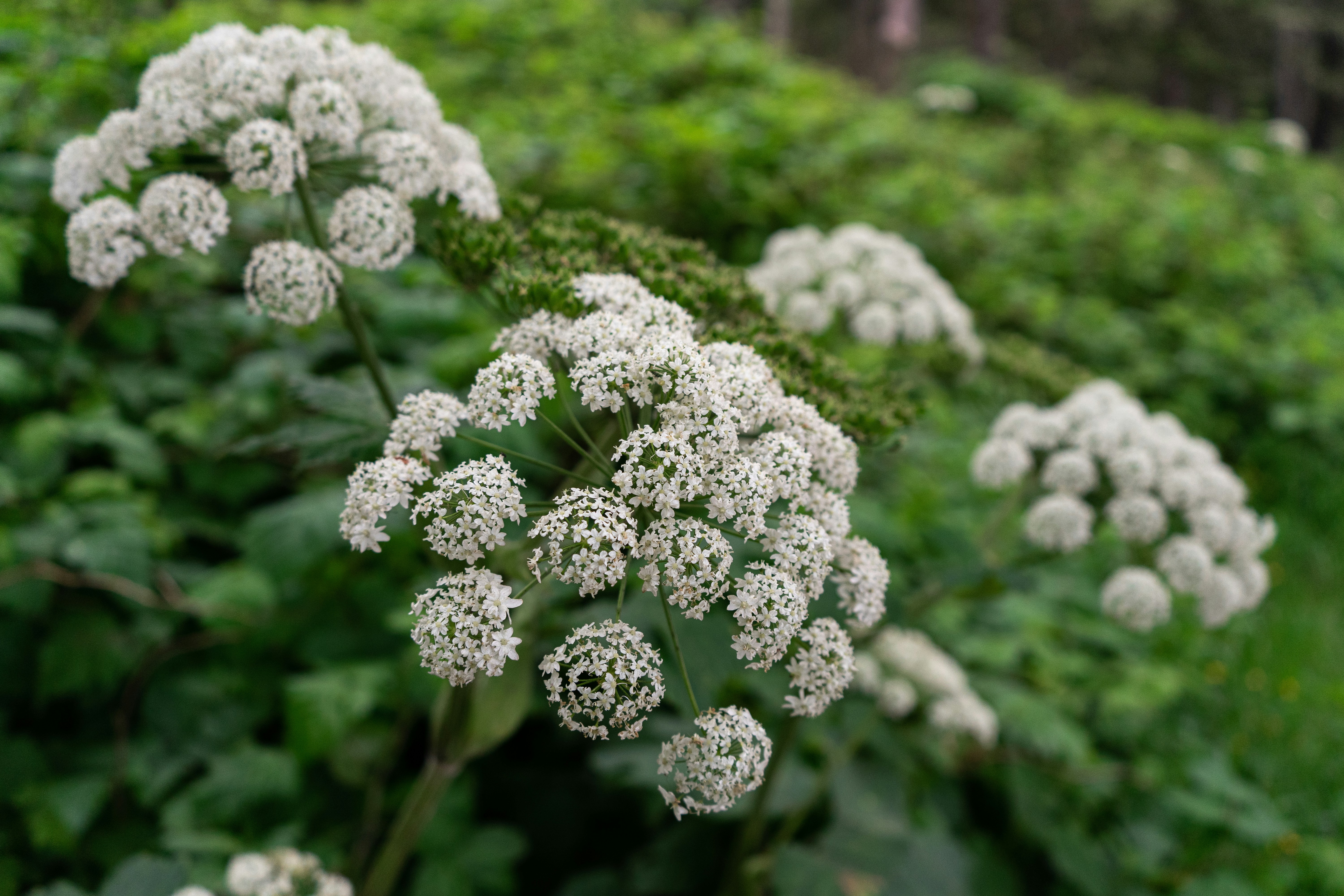 Photo by nicoletarasuk