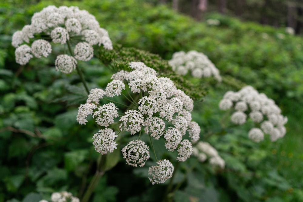 a close up of some flowers