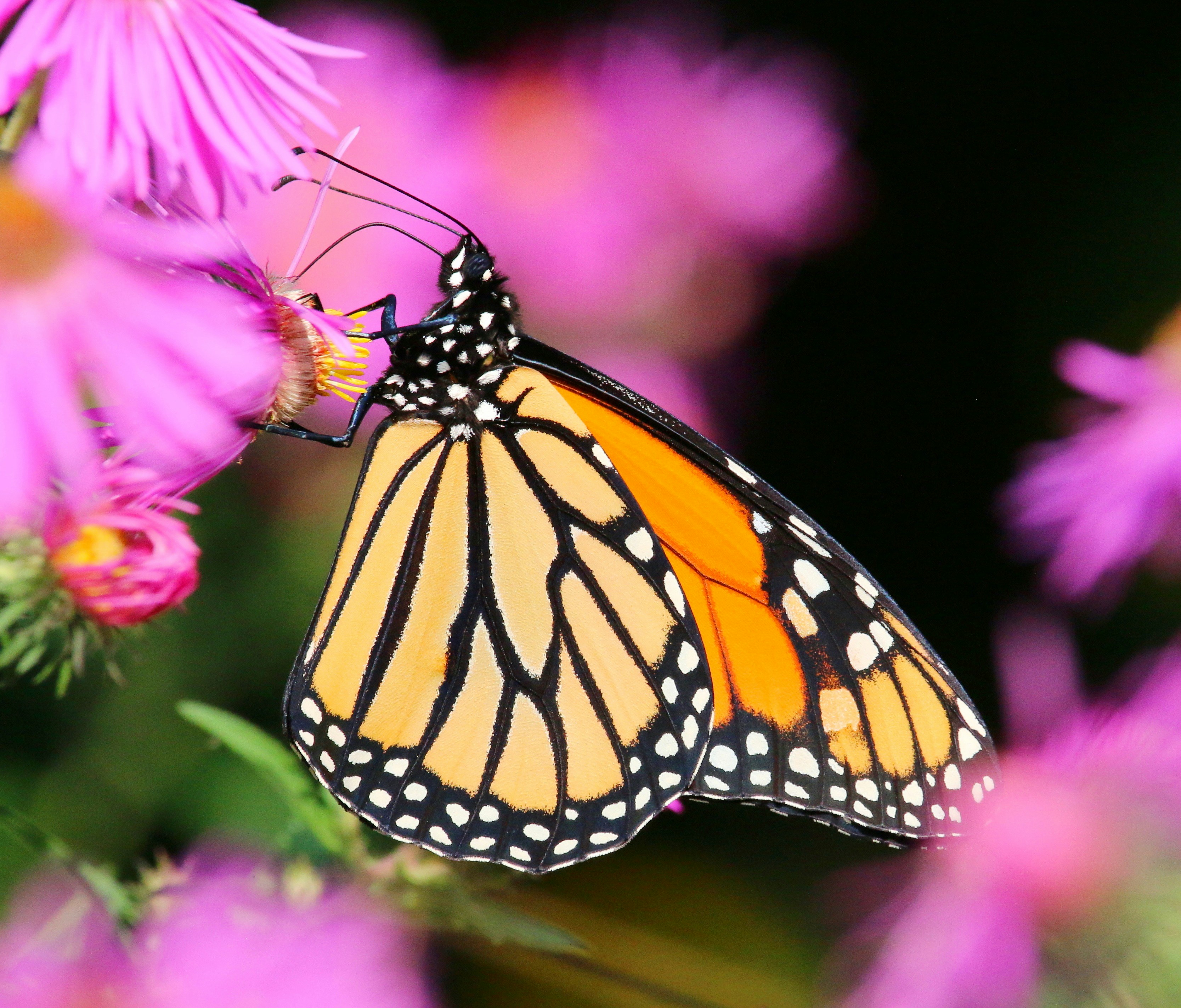 Photo by goldenplover31