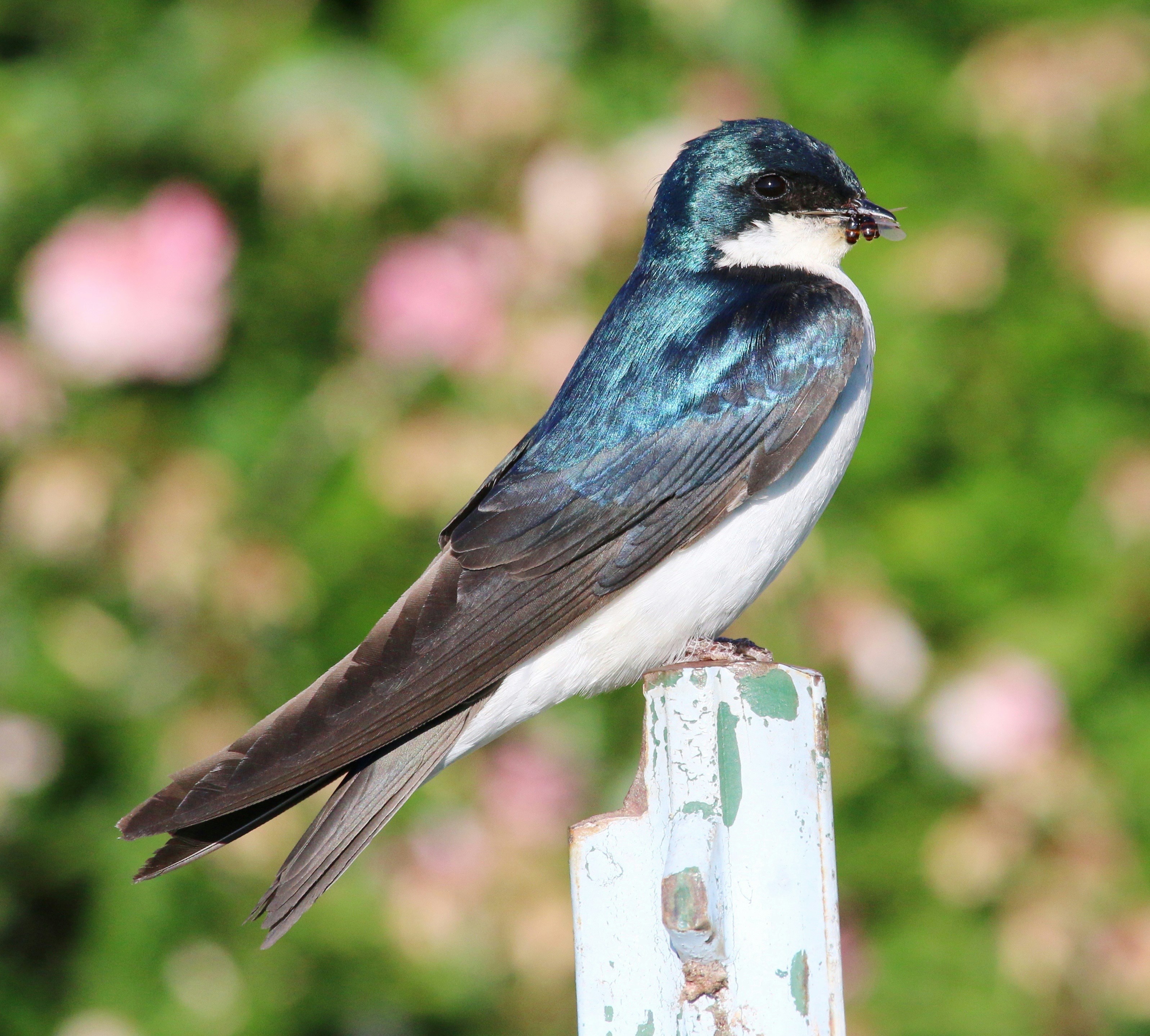 a bird sitting on a post
