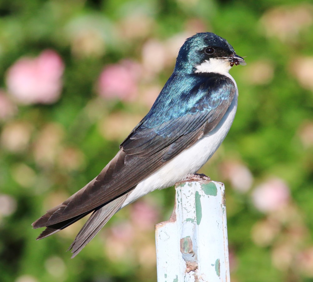 a bird sitting on a post