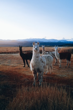 a group of llamas in a field