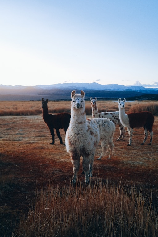 a group of llamas in a field