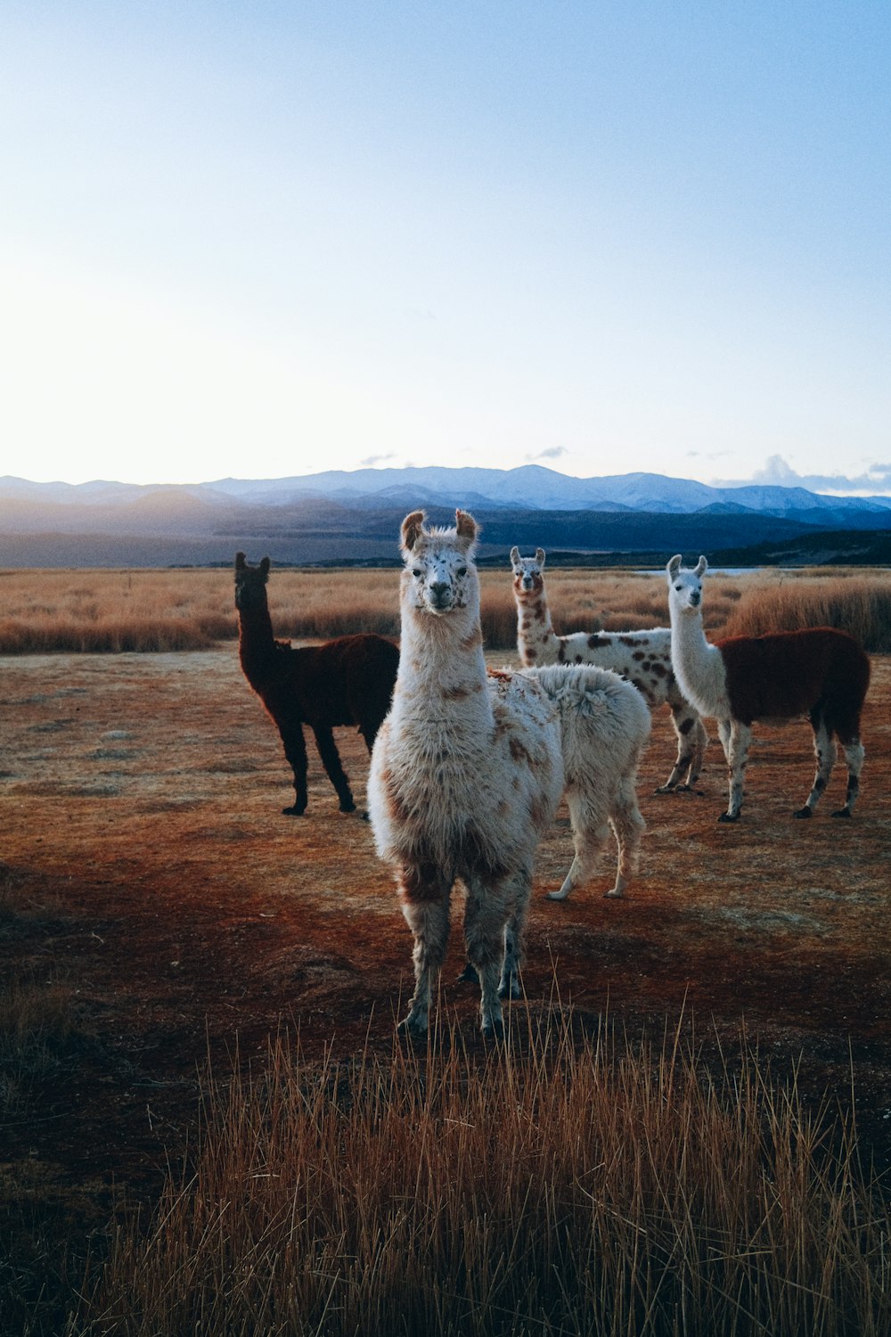a group of llamas in a field