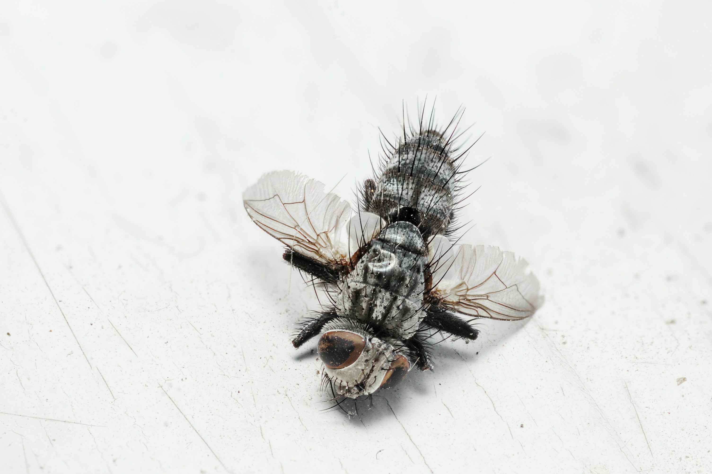 FDA Approves Second Fly Species for Maggot Therapy