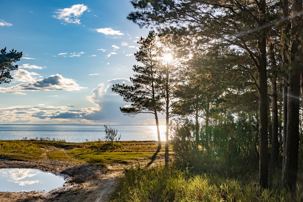 a dirt path with trees and grass by a body of water