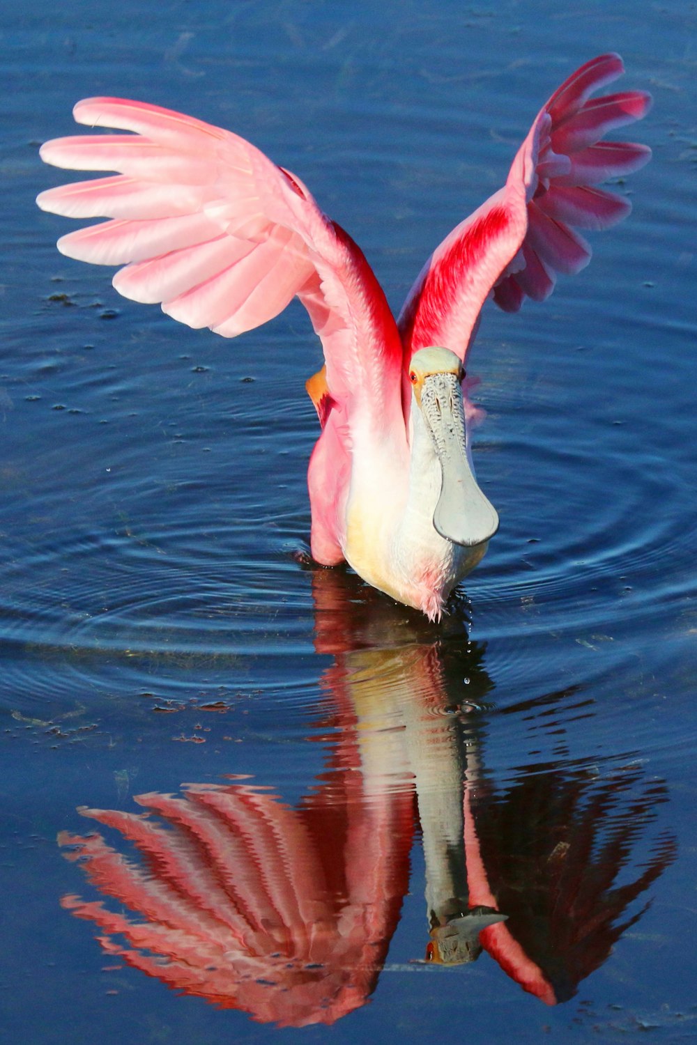 a flamingo swimming in water