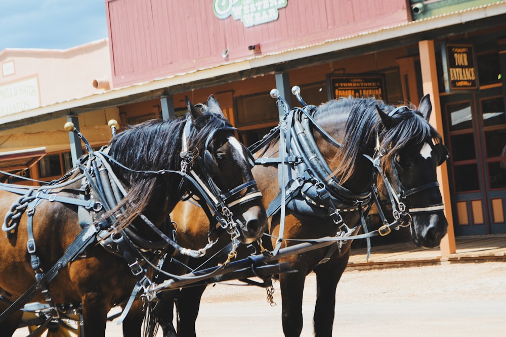 horses pulling a carriage