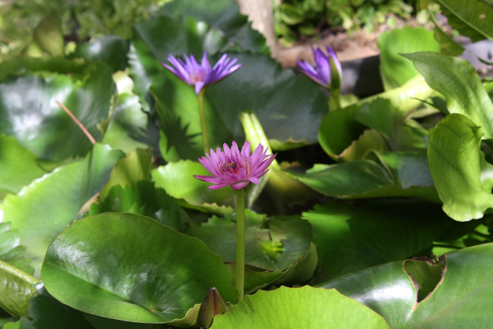 a group of flowers