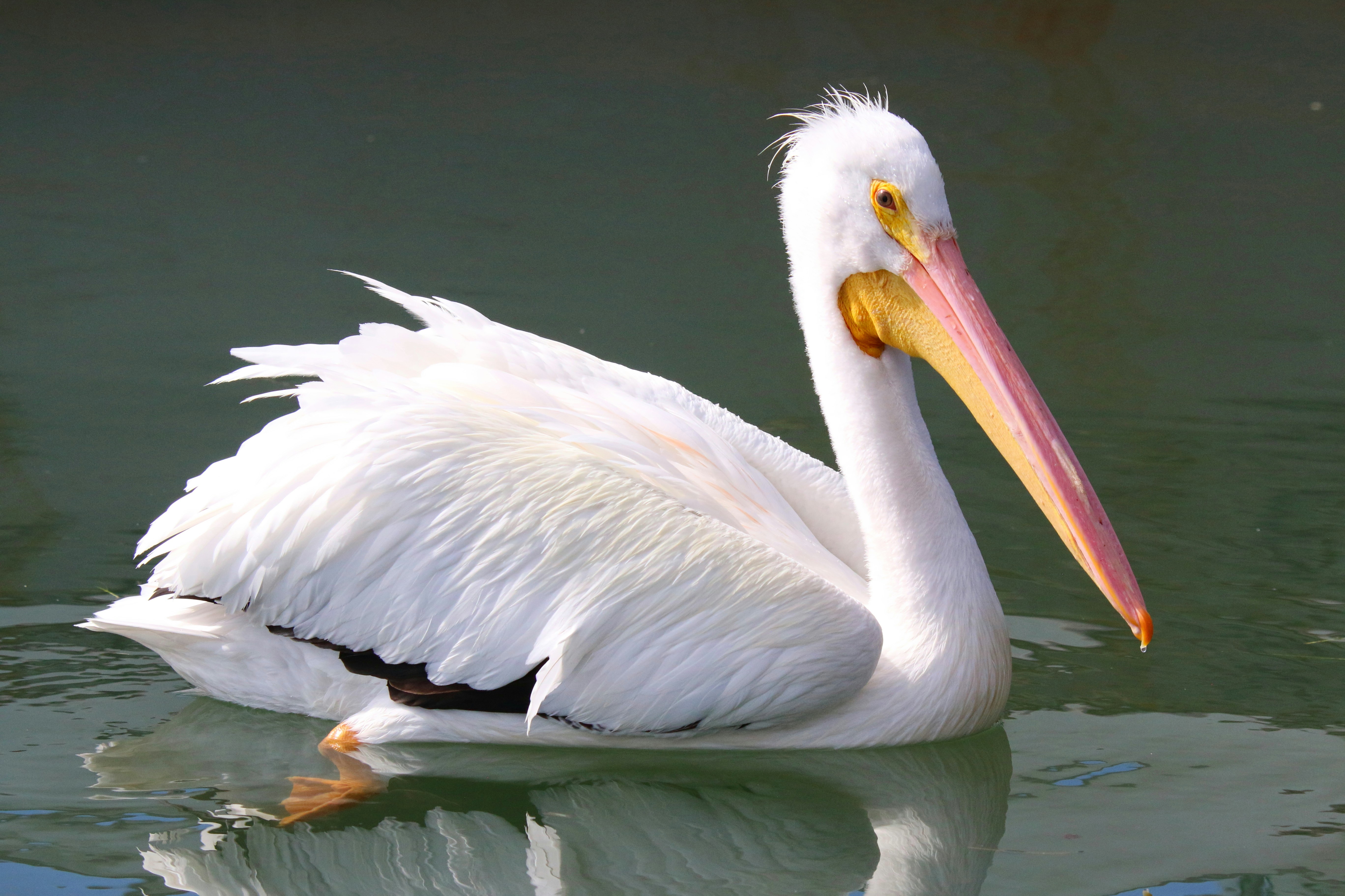 Photo by goldenplover31