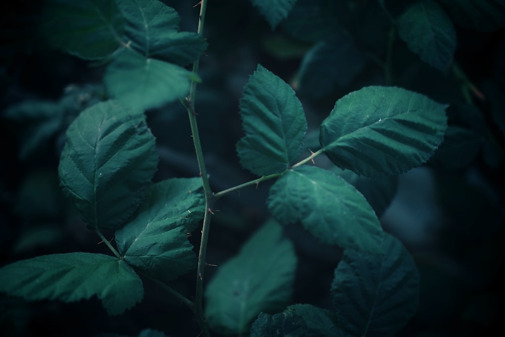 a close-up of some leaves